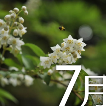 7月