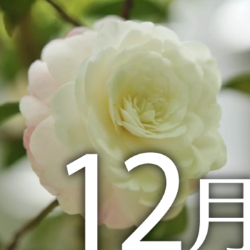 12月